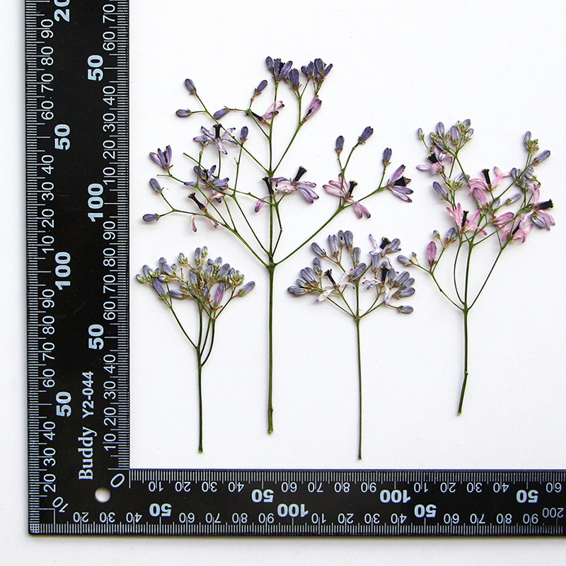 120pcs Pressed Dried Melia aze - Dried Flower Bookmark avaliação e preço