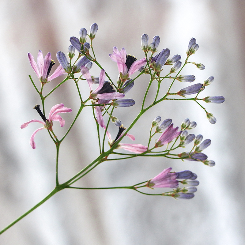 120pcs Pressed Dried Melia aze - Dried Flower Bookmark avaliação e preço