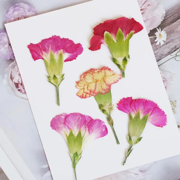 6pcs/4-7cm,Carnation dried flo - Dried Flower Bookmark avaliação e preço