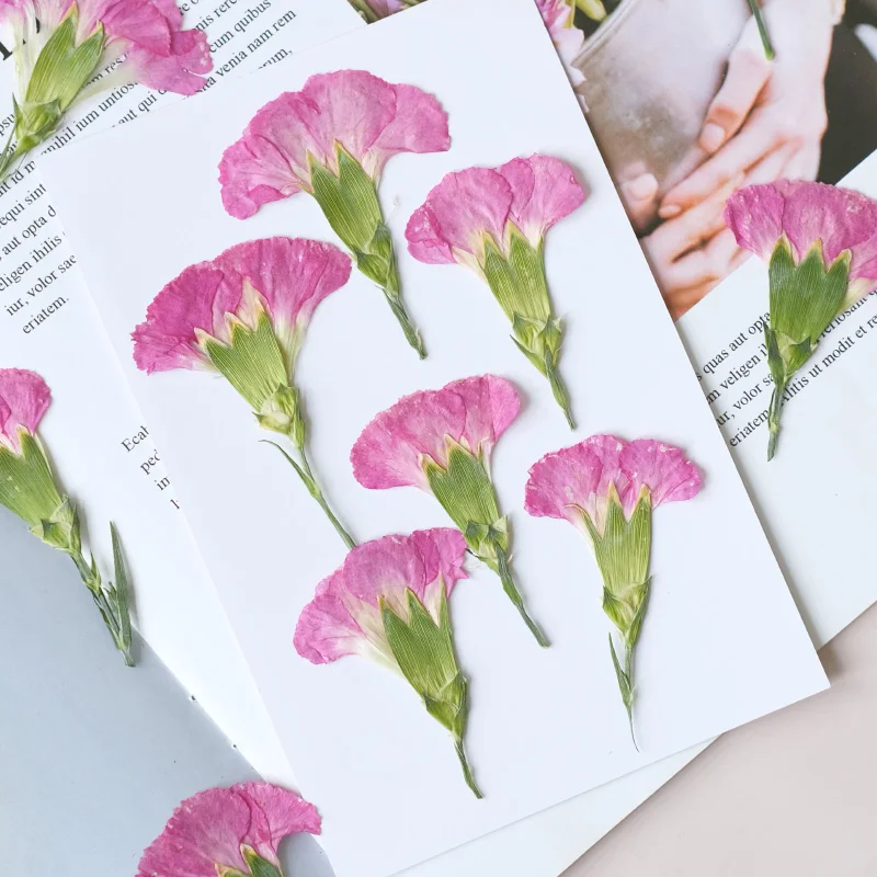 6pcs/4-7cm,Carnation dried flo - Dried Flower Bookmark avaliação e preço