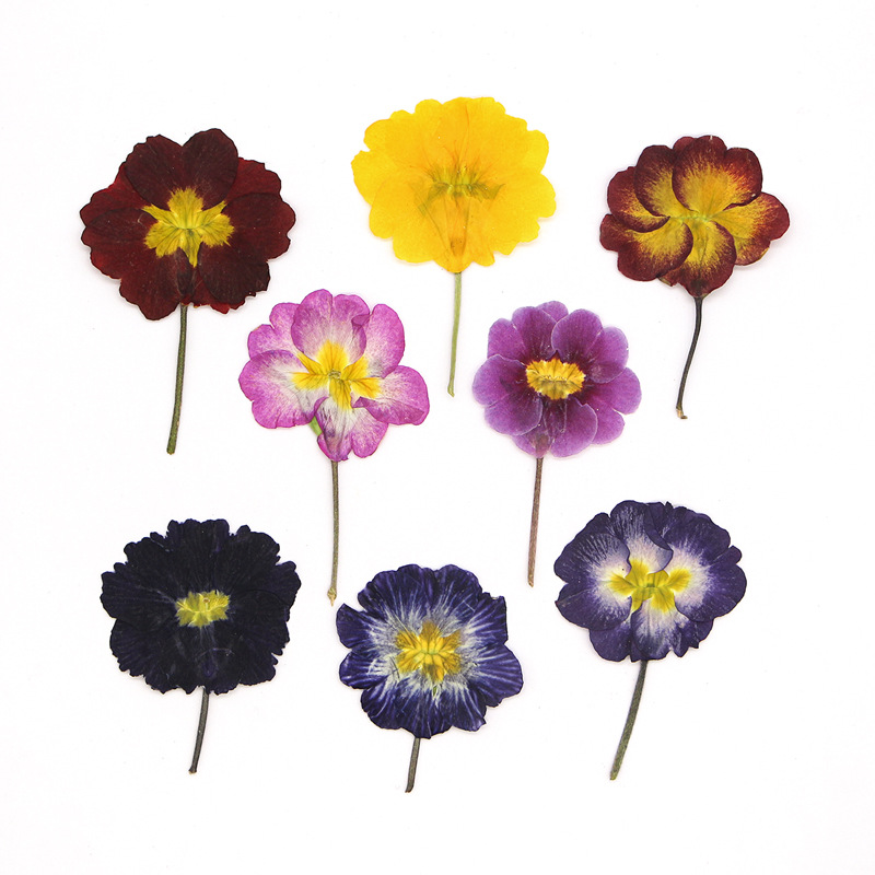 48Pcs European Primrose Teachi - Dried Flower Bookmark avaliação e preço