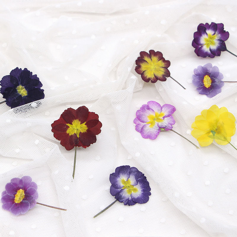 48Pcs European Primrose Teachi - Dried Flower Bookmark avaliação e preço