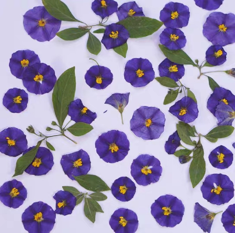 100pcs Pressed Dried Lycianthe - Dried Flower Bookmark avaliação e preço