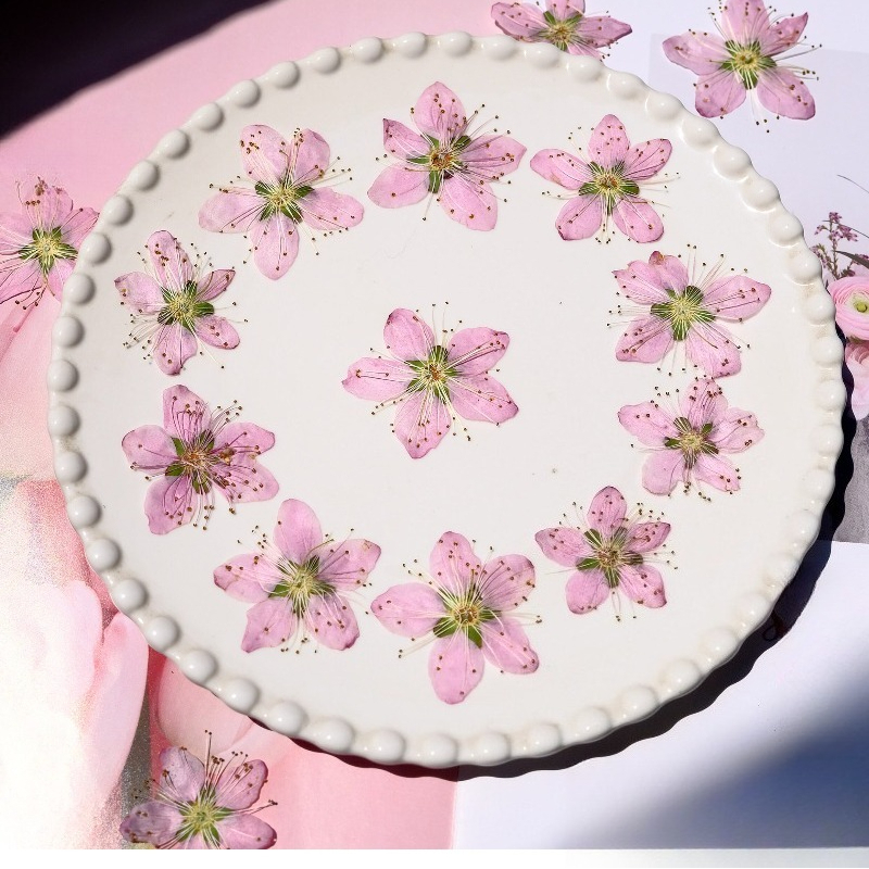3-4cm./6pcs,Pink Peach Blossom - Dried Flower Bookmark avaliação e preço