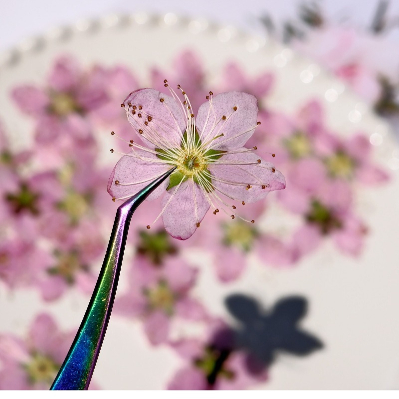 3-4cm./6pcs,Pink Peach Blossom - Dried Flower Bookmark avaliação e preço