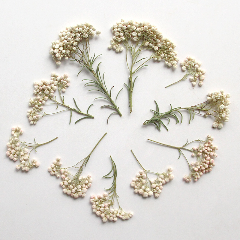12pcs,Nature Millet flower bra - Dried Flower Bookmark avaliação e preço