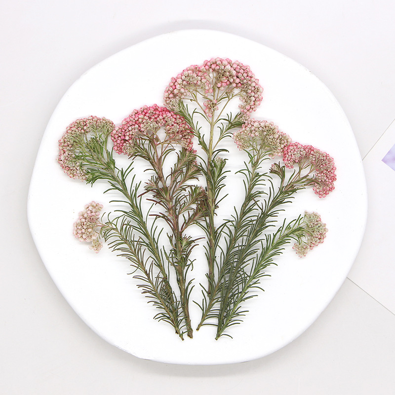 12pcs,Nature Millet flower bra - Dried Flower Bookmark avaliação e preço