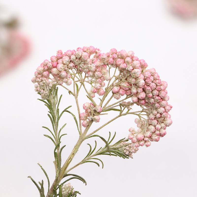 12pcs,Nature Millet flower bra - Dried Flower Bookmark avaliação e preço