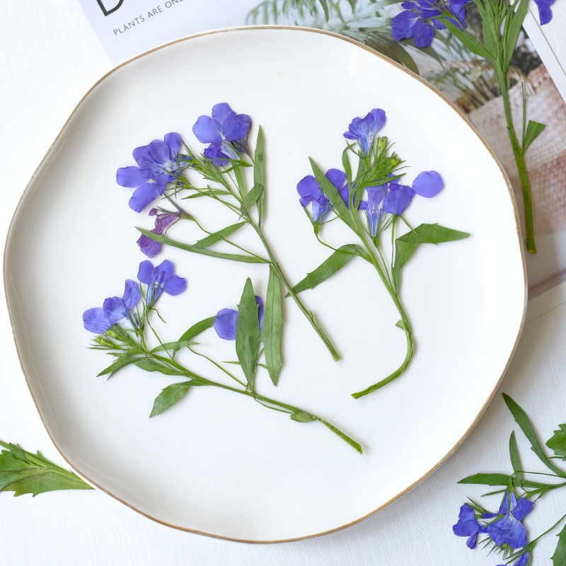 6pcs/8-13cm,nature Lobelia Eri - Dried Flower Bookmark avaliação e preço