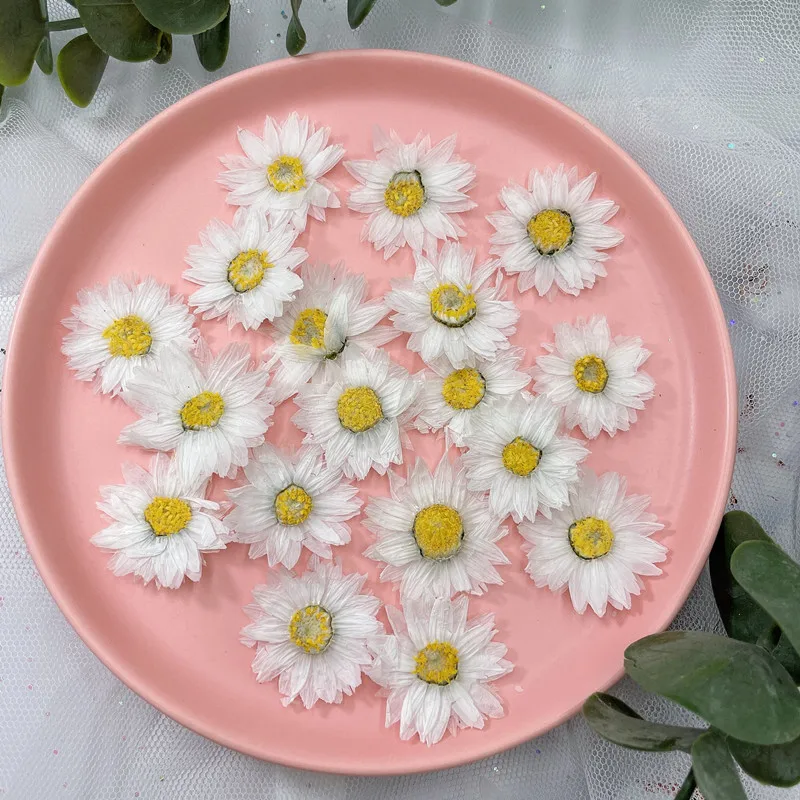 24pcs/2-4CM,Natural Pressed Fl - Dried Flower Bookmark avaliação e preço