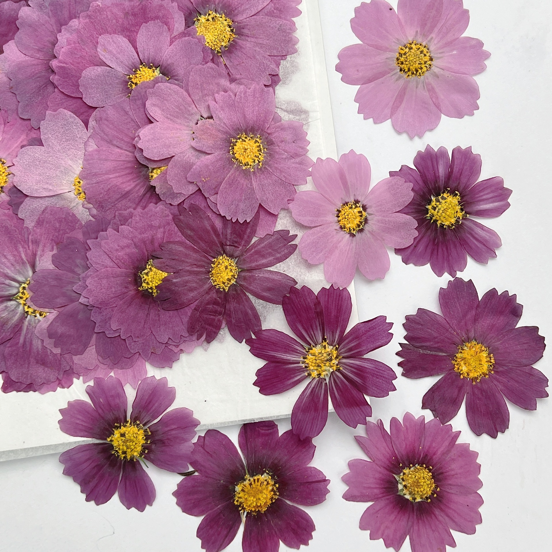 100Pcs Cosmos Dried Flower Pre - Dried Flower Bookmark avaliação e preço