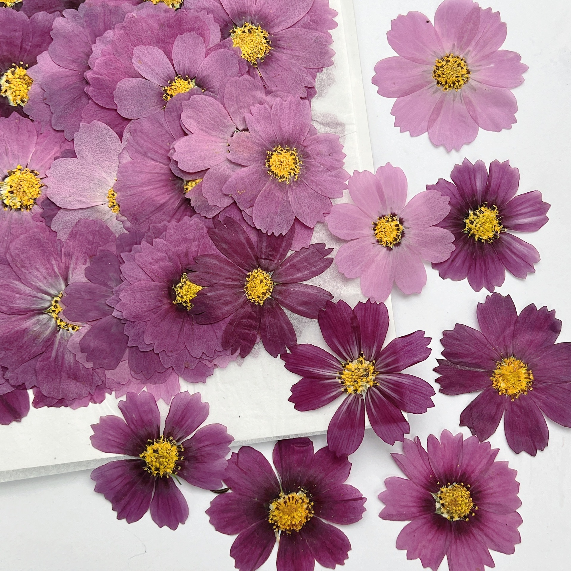 100Pcs Cosmos Dried Flower Pre - Dried Flower Bookmark avaliação e preço
