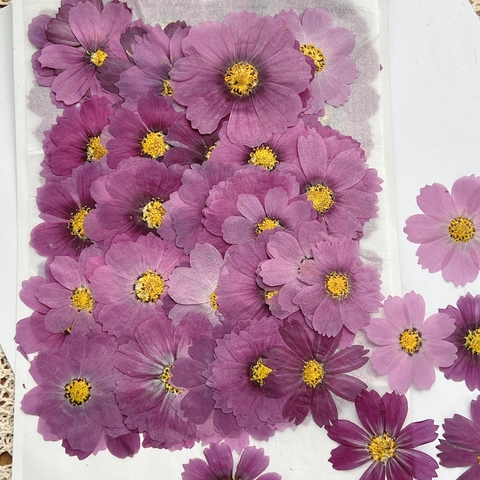 100Pcs Cosmos Dried Flower Pre - Dried Flower Bookmark avaliação e preço