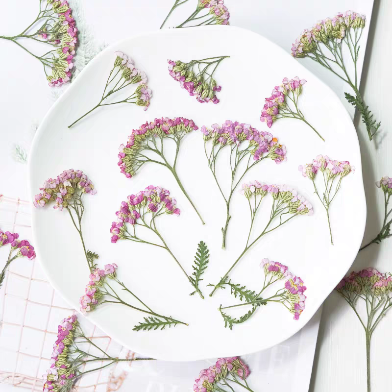 60pcs Pressed Dried Yarrow Ach - Dried Flower Bookmark avaliação e preço