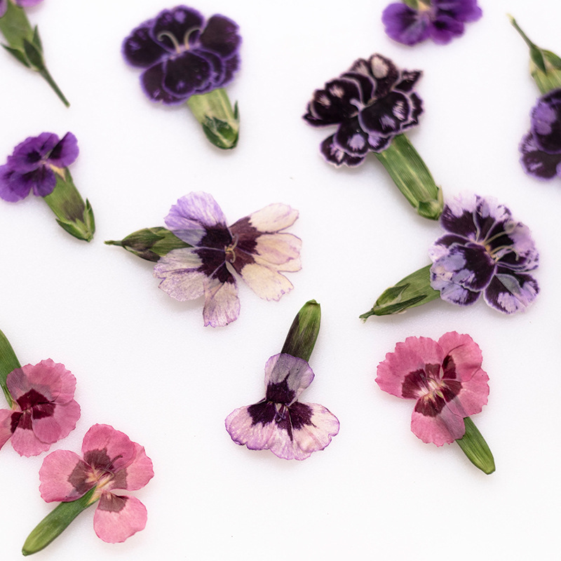 24pcs,Pressed Dried Dianthus F - Dried Flower Bookmark avaliação e preço
