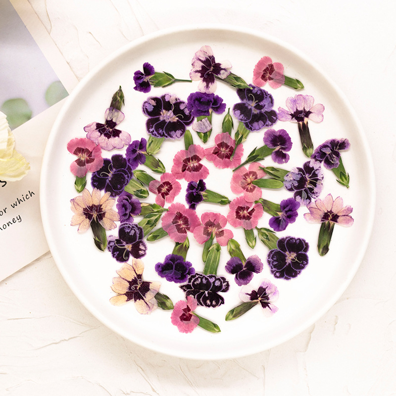 24pcs,Pressed Dried Dianthus F - Dried Flower Bookmark avaliação e preço