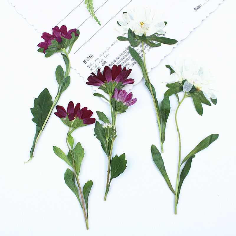 24pcs,Mini Chrysanthemum Press - Dried Flower Bookmark avaliação e preço