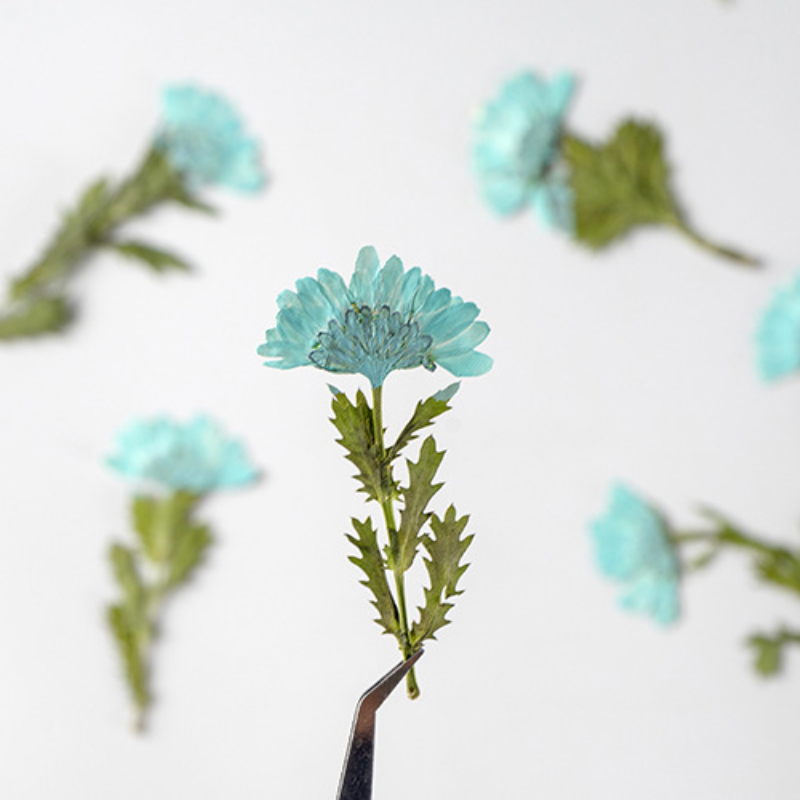 5-8cm/24pcs,Side pressed cryst - Dried Flower Bookmark avaliação e preço