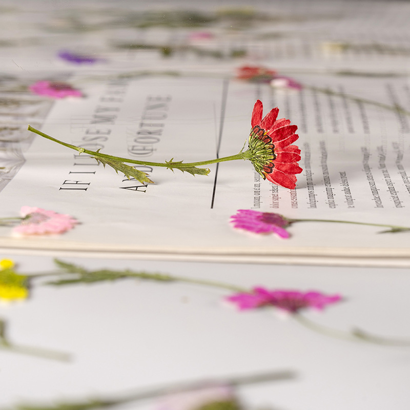 5-8cm/24pcs,Side pressed cryst - Dried Flower Bookmark avaliação e preço